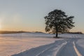 Beautiful winter landscape on the field. Winter sunset Royalty Free Stock Photo