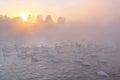 Swans lake mist winter sunset Royalty Free Stock Photo