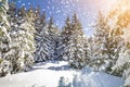 Beautiful winter landscape. Tall fir-trees covered with snow and frost lit by bright sun rays on colorful blue sky and falling Royalty Free Stock Photo