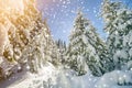 Beautiful winter landscape. Tall fir-trees covered with snow and frost lit by bright sun rays on colorful blue sky and falling Royalty Free Stock Photo
