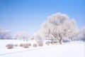 Beautiful winter landscape, trees with cold snow and rime, blue sky background Royalty Free Stock Photo