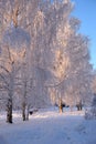 Trees covered with frost, frosty morning, walk in the park, winter, sun rays, vertical photography