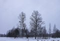 Beautiful winter landscape with trees in snow Royalty Free Stock Photo