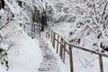 Beautiful winter landscape of Ukrainian Carpathian Mountains with spruce forest and wooden stairs Royalty Free Stock Photo