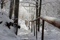 Beautiful winter landscape of Ukrainian Carpathians with spruce forest covered with snow Royalty Free Stock Photo