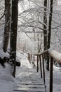 Beautiful winter landscape of Ukrainian Carpathians with spruce forest covered with snow Royalty Free Stock Photo