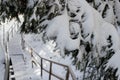 Beautiful winter landscape of Ukrainian Carpathians with spruce forest covered with snow Royalty Free Stock Photo