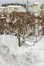 Beautiful winter landscape view. Bushes under big amount of snow.