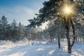 Beautiful winter morning Royalty Free Stock Photo