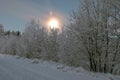 Winter morning, moon behind trees, moonlit, snow covered trees, colorful sky Royalty Free Stock Photo