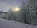 winter morning, moon behind trees, moonlit, snow covered trees, colorful sky Royalty Free Stock Photo