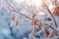 Beautiful winter morning nature closeup elements background. Cold weather frosty seasonal landscape