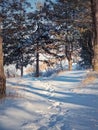 Beautiful winter morning in the pine forest with footprints in the snow and sunlight creeping through the trees