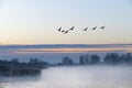 Geese flying over lake at sunrise the Netherlands. Royalty Free Stock Photo