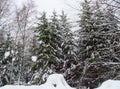 Winter Forest with Snow Layer
