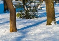 Beautiful sunny Winter Day in Park