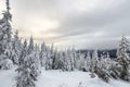 Beautiful winter mountain landscape. Tall dark green spruce trees covered with snow on mountain peaks and cloudy sky background Royalty Free Stock Photo