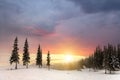 Beautiful winter mountain landscape. Tall dark green spruce trees covered with snow on mountain peaks at sunset Royalty Free Stock Photo