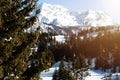 Beautiful winter mountain scenery with pine trees Royalty Free Stock Photo