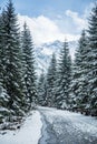 A beautiful winter mountains forest landscape with a road. Royalty Free Stock Photo