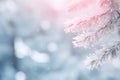 Beautiful winter nature background with snow covered fir tree branch blurry background with copy space Royalty Free Stock Photo