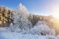 Beautiful winter nature in morning sunlight. Frosty trees and plants in winter scene. Wonderful clear sunny winter day Royalty Free Stock Photo