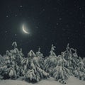 Beautiful winter nature night landscape. Pine trees covered snow