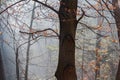Beautiful winter nude tree atmosphere with fog