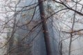 Beautiful winter nude tree atmosphere with fog