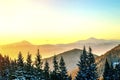 Beautiful winter panorama. Landscape with spruce pine trees, blu Royalty Free Stock Photo