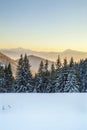 Beautiful winter panorama. Landscape with spruce pine trees, blu Royalty Free Stock Photo