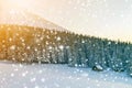 Beautiful winter panorama. Landscape with spruce pine trees, blu Royalty Free Stock Photo