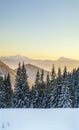 Beautiful winter panorama. Landscape with spruce pine trees, blu Royalty Free Stock Photo