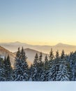 Beautiful winter panorama. Landscape with spruce pine trees, blu Royalty Free Stock Photo