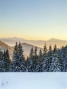 Beautiful winter panorama. Landscape with spruce pine trees, blu Royalty Free Stock Photo