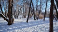 Winter landscape, Winter trees covered with snow. Royalty Free Stock Photo