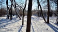 Winter landscape, Winter trees covered with snow. Royalty Free Stock Photo