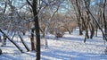 Winter landscape, Winter trees covered with snow. Royalty Free Stock Photo