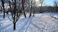 Winter landscape, Winter trees covered with snow. Royalty Free Stock Photo