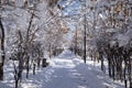 Beautiful winter park with trees covered with snow after snowfall in sunny day. Royalty Free Stock Photo