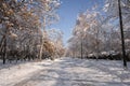 Beautiful winter park with trees covered with snow after snowfall in sunny day. Royalty Free Stock Photo