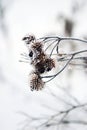 Beautiful winter photo plant snow sun