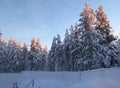 Beautiful winter picture in Lapland on the sunset, trees covered with white snow Royalty Free Stock Photo