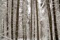 Beautiful winter picture. Tall spruce trees covered with deep snow and frost on clear sky background. Happy New Year and Merry Royalty Free Stock Photo