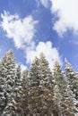 Beautiful pine trees covered in fresh snow Royalty Free Stock Photo