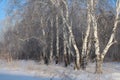 Beautiful winter Russian forest of trees in the snow are birches a magnificent landscape of Siberian nature Royalty Free Stock Photo