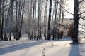 Beautiful winter Russian forest of trees in the snow are birches a magnificent landscape of Siberian nature Royalty Free Stock Photo