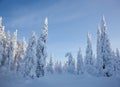 Beautiful winter in Russian Karelia