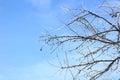 Beautiful winter`s sky. Snowy and frosty. Branches in ice on a blue sky background