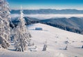 Amazing fir trees covered by snow. Bright outdoor scene of Carpathian mountains.